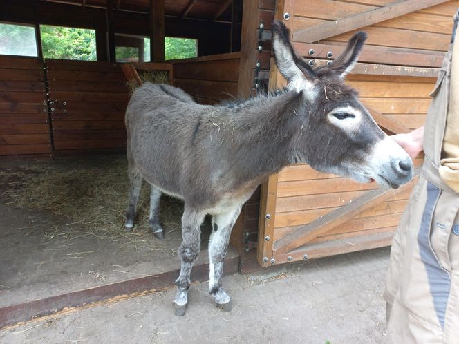 ​Statek dla dzieci w Parku Tysiąclecia w Lesznie odzyska dawny blask. Wymienią stare elementy placu zabaw, dołożą nowe