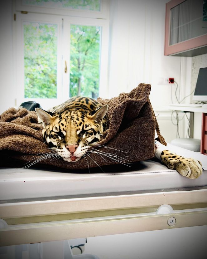 Dziki kot u weterynarza.