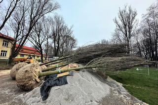 Park Ogród Płaszów się rozrasta. Wkrótce zazielenią się nowe drzewa