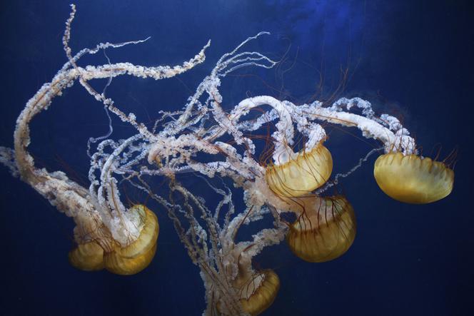 Osa morska - poznaj meduzę morderczynię. Jak nie spotkać osy morskiej