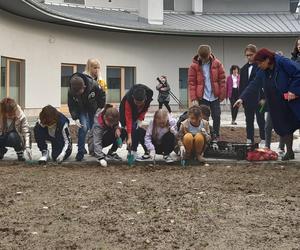 Dzieci zbierają pieniądze na hospicjum w Tarnowie. Rusza druga edycja tulipanowej akcji