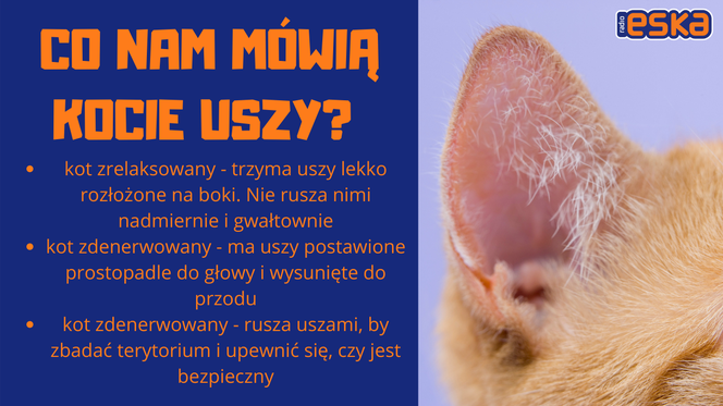 Słownik mowy kociej. Czyli co powienien wiedzieć każdy właścicel kota!