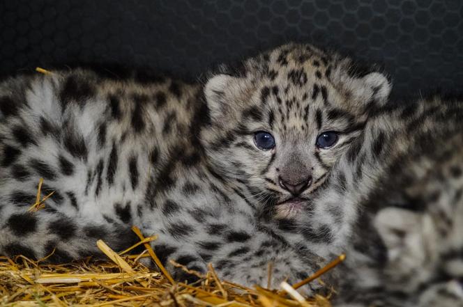 Spójrzcie na te słodkie oczka! Młode pantery śnieżne przyszły na świat w ZOO Wrocław