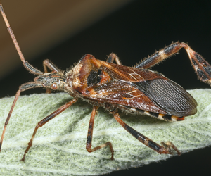 Wtyk Amerykański: śmierdzący owad atakuje nasze domy