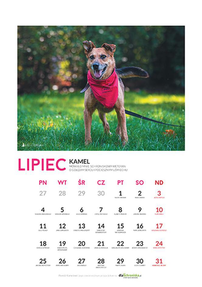 Lipiec - kalendarz ze zwierzętami