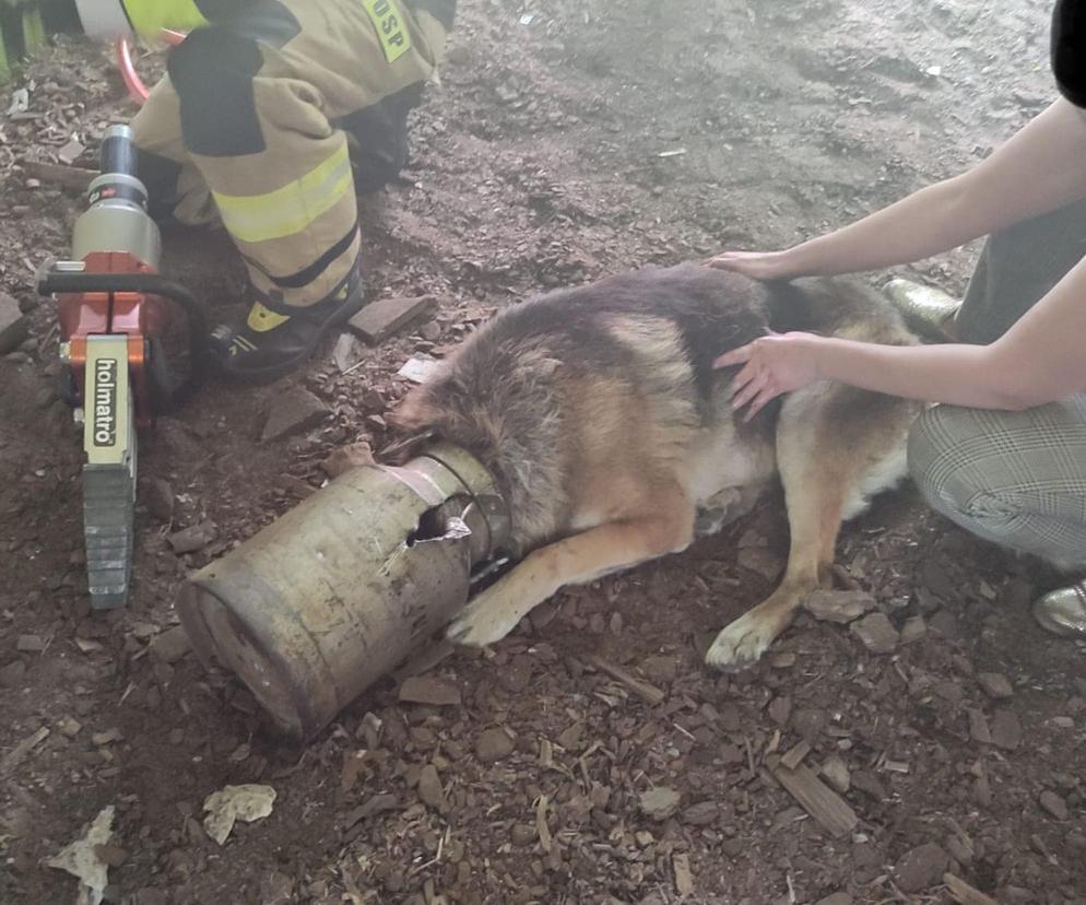 Nietypowa akcja strażaków-ochotników. Uratowali psa, którego głowa utknęła w… kanie po mleku