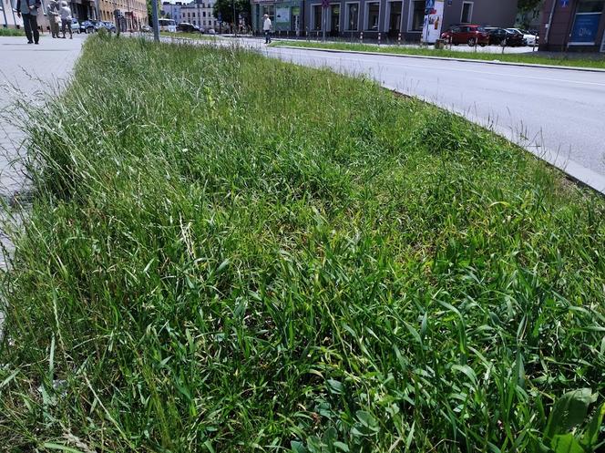 trawa i ulica