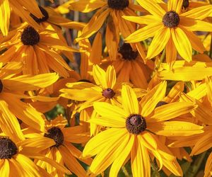 Rudbekia błyskotliwa - ogrodowa bylina z rodziny astrowatych