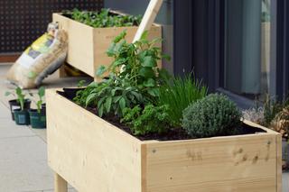 Skrzynka na zioła - jak zrobić skrzynkę do uprawy ziół na balkonie i parapecie