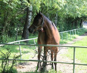 Koń zrujnował życie 16-letniej Klaudii. Mama: Cudem udało się ją uratować