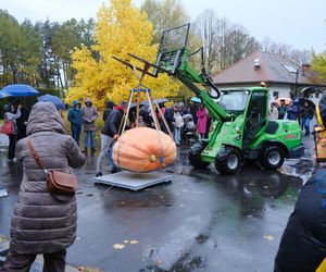 Ponad półtonowa dynia. Taką bestię wyhodowali w ogrodzie PAN w Powsinie