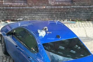 Raj dla szczurów w centrum Wrocławia. Z pięknej ulicy zrobiło się śmierdzące wysypisko śmieci 