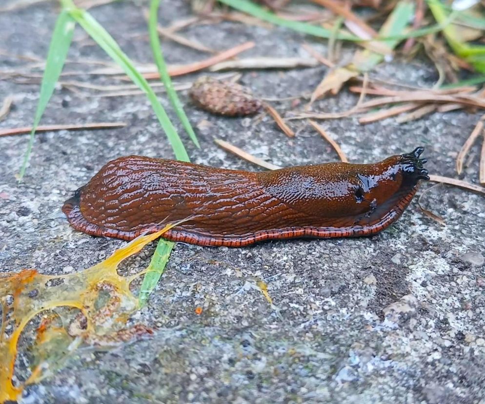 Ślimacza pułapka doskonała. Jeden słoik, jedna noc i masz spokój!