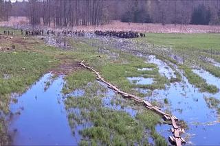 Szturm na granicę. Ponad 220 nielegalnych migrantów próbowało dostać się do Polski