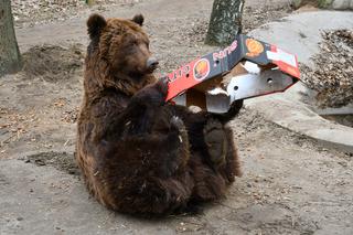 Tak „ćwiczy” niedźwiedź uratowany z kijowskiego ZOO