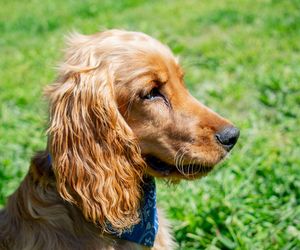 Cocker Spaniel