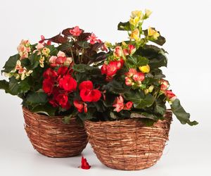 Begonia zimowa