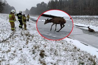 Dramatyczna akcja ratunkowa. Załamał się lód na kanale