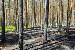 Pożar w Borach Tucholskich. Park Narodowy ostrzega! Występuje duże zadymienie
