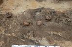 Specjaliści z Pracowni badań historycznych i archeologicznych Pomost zarejestrowali w wykopie w bydgoskim lesie szczątki ludzkie