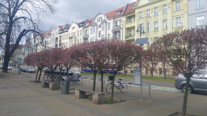 Wiosna w Bydgoszczy