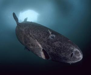 Najstarsza ryba na świecie