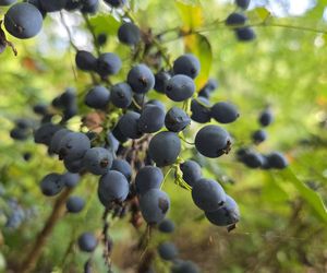 Letni spacer w zielonym sercu Bydgoszczy. Ogród Botaniczny UKW zaprasza!