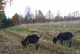 OTOZ ANIMALS SANOK szuka domu dla kóz