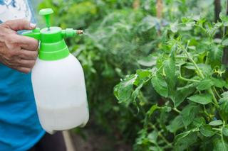 Oprysk mlekiem na pomidory - najtańszy i ekologiczny sposób ochrony