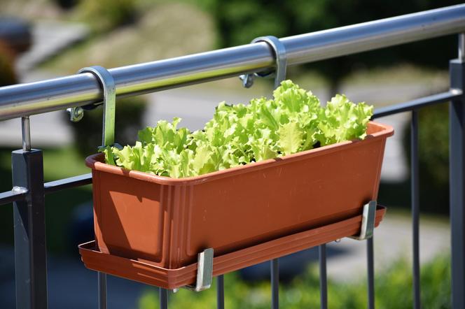 Warzywa na balkonie w bloku
