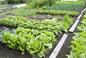 Jakie warzywa sadzić po sobie w warzywniku? Ważne zasady zmianowania warzyw!