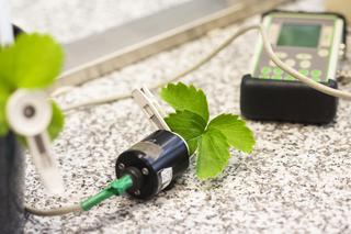 Badacze ZUT szczepią truskawki