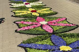 Boże Ciało 2022. Dywany kwiatowe w Spycimierzu