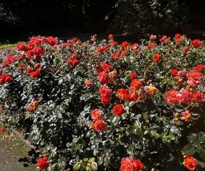 To ostatni moment na zobaczenie róż w Ogrodzie Różanym w Szczecinie? Zobacz, co na ciebie czeka! 