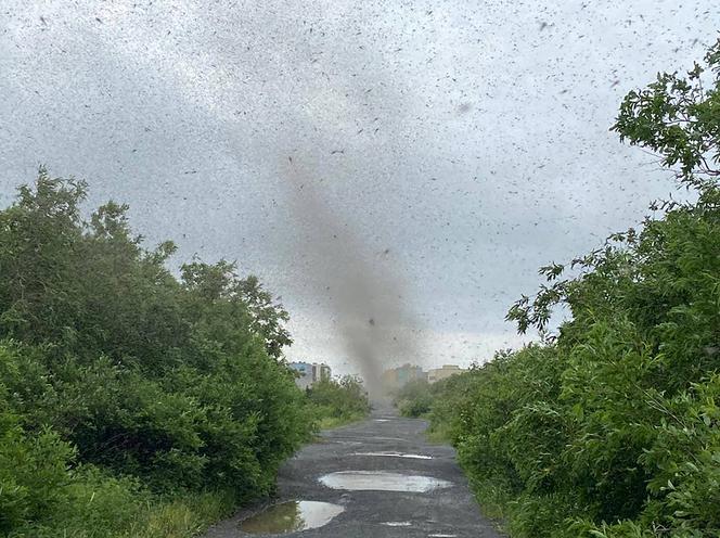 Szok! Tornado z komarów. Inwazja jakiej jeszcze nie było