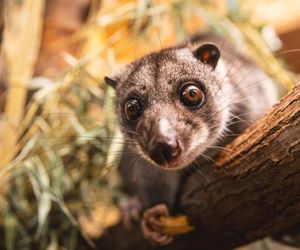 Nocny akrobata z Indonezji zamieszkał we Wrocławiu! Poznajcie nowego lokatora Zoo