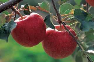 Co można zrobić z jabłek? Jakie przetwory z jabłek?