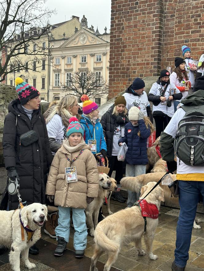 WOŚP 2024 w Krakowie. Grupa Golden Retriever opanowała cały Rynek Główny!