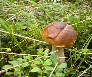 Mikoryza – symbioza roślin z grzybami. Jak stosować mikoryzę?