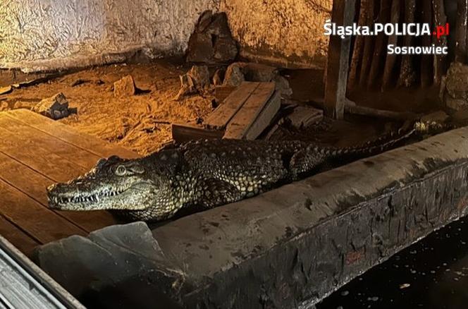 Sosnowiec. Na posesji w dzielnicy Pogoń trzymał dwa krokodyle. Jeden nie żyje