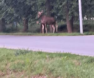 Łoś biega po ulicach we Wrocławiu. Do sieci trafiło nagranie 