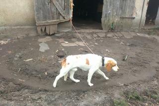 Jak przekazać 1 proc. podatku ? Towarzystwo Opieki nad Zwierzętami prosi o pomoc