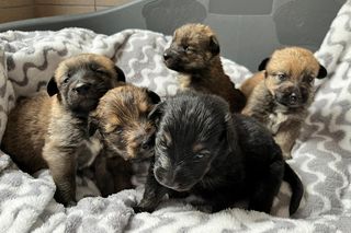 Wychudzona suczka była na łańcuchu, broniła dostępu do budy. Tam spały jej szczenięta