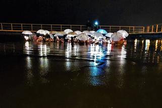 Wesołe Morsy z parasolkami