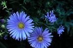 Aster krzaczasty 