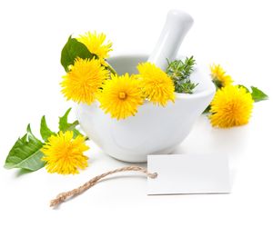 Mniszek lekarski w kosmetyce. Przepisy na kosmetyki z mniszkiem lekarskim