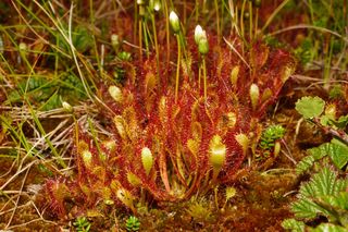 Rosiczka długolistna