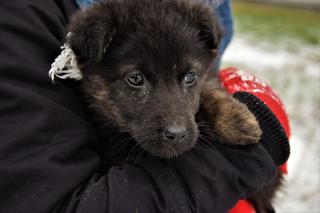 Słodziaki do wzięcia