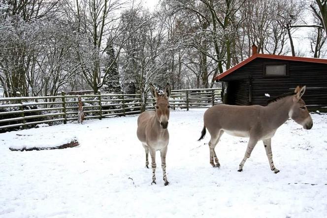Zimowe harce na śniegu - zwierzaki z płockiego zoo szaleją ZOBACZ ZDJĘCIA!