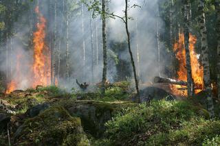 16-latek podpalał lasy we Wręczycy Wielkiej